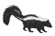 skunk.gif (4237 bytes)
