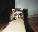 tuffy.jpg (3736 bytes)