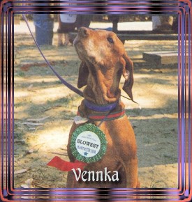 vennkaadopt.jpg (32483 bytes)