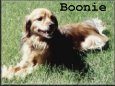 Boonie