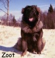 Zoot