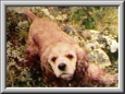 Bailey