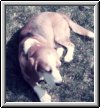 Barney