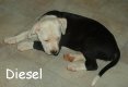 Diesel