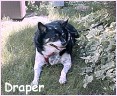 Draper