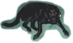 Gauge