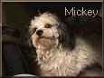 Mickey