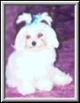 Mollee