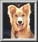 Dixie