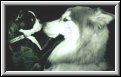 Rocket and Anju