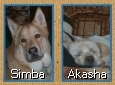 Simba and Akasha