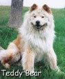 Teddy