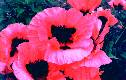 Oriental Poppy