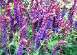 Perennial Salvia