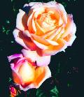 Peace Rose