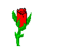 Red Rose