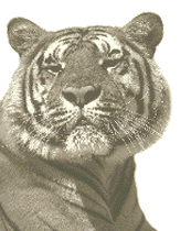 tiger