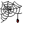 spider in web