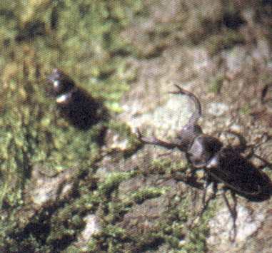 A pair of Rhaetulus crenatus