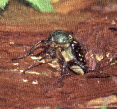 Female Formosan Long-armed Scarab (Cheirotonus macleayi formosanus)