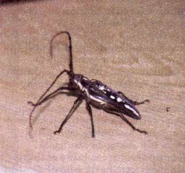 Batocera lineolata
