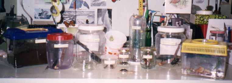 Part of my collection in August, 1994.