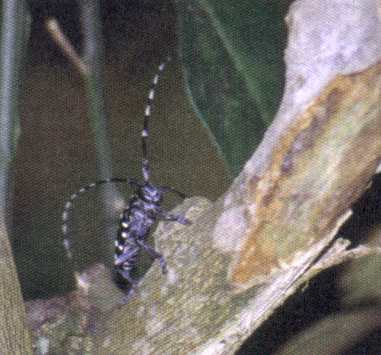 Anoplophora macularia