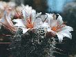 M.bloss.