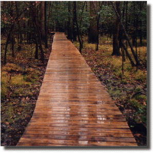 Congaree Swamp © 1999 myrrhsea