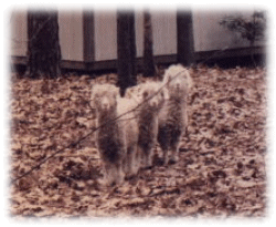Our 3 girls