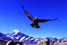 Kea - New Zealand Parrot