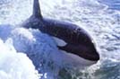 Surfing Orca - Killer Whale