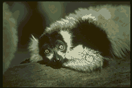 Lemur
