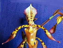 haynaldianum