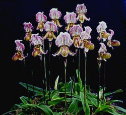 fairrieanum