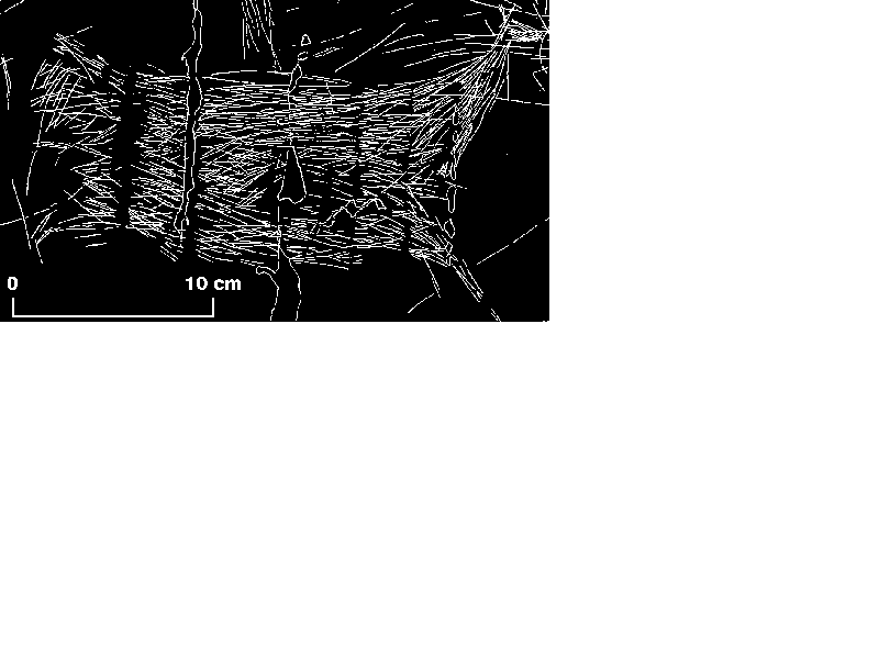female deer figure