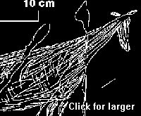 quadruped figure