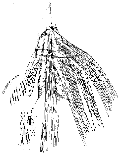 roof like figure from Lascaux