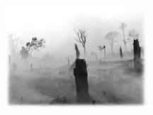 The Future of Our Rainforests?