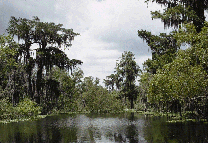 The Henderson Swamp