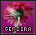 Gerbera