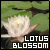 Lotus Blossoms