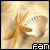 Sea Shells