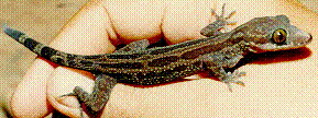 gecko
