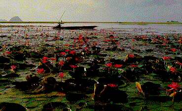 Lotus sea at Krasaesin District, Songkhta, Thailand.