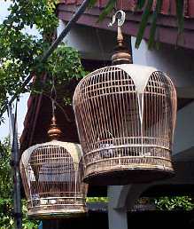 [Dove]