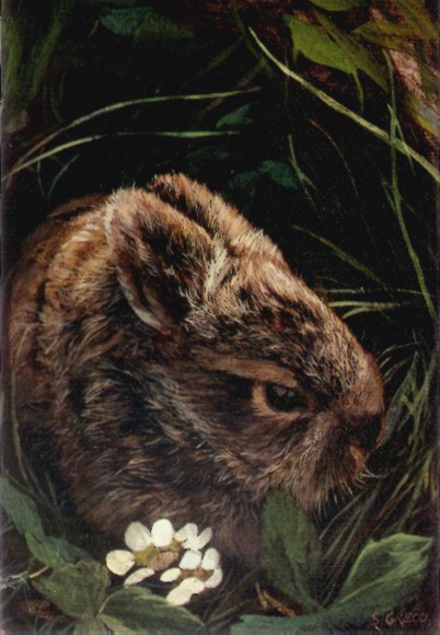 bunny