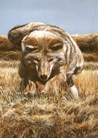 coyote