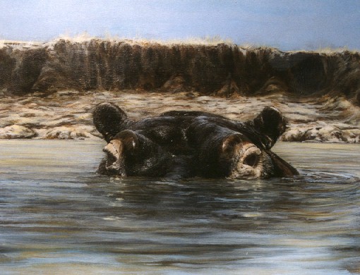 hippo