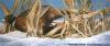 Pheasant